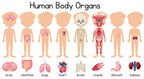 Human Body Organs Adhesive Vinyl – 30 inches x 18 inches