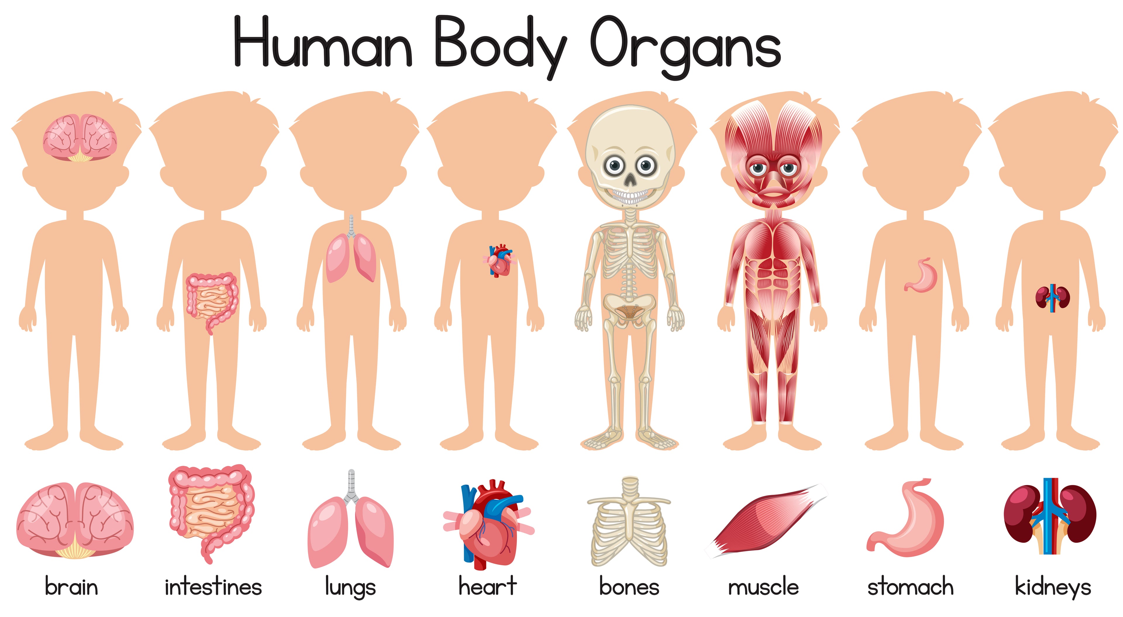 Human Body Organs Adhesive Vinyl – 30 inches x 18 inches