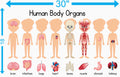 Human Body Organs Adhesive Vinyl – 30 inches x 18 inches