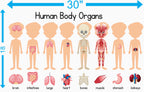 Human Body Organs Adhesive Vinyl – 30 inches x 18 inches