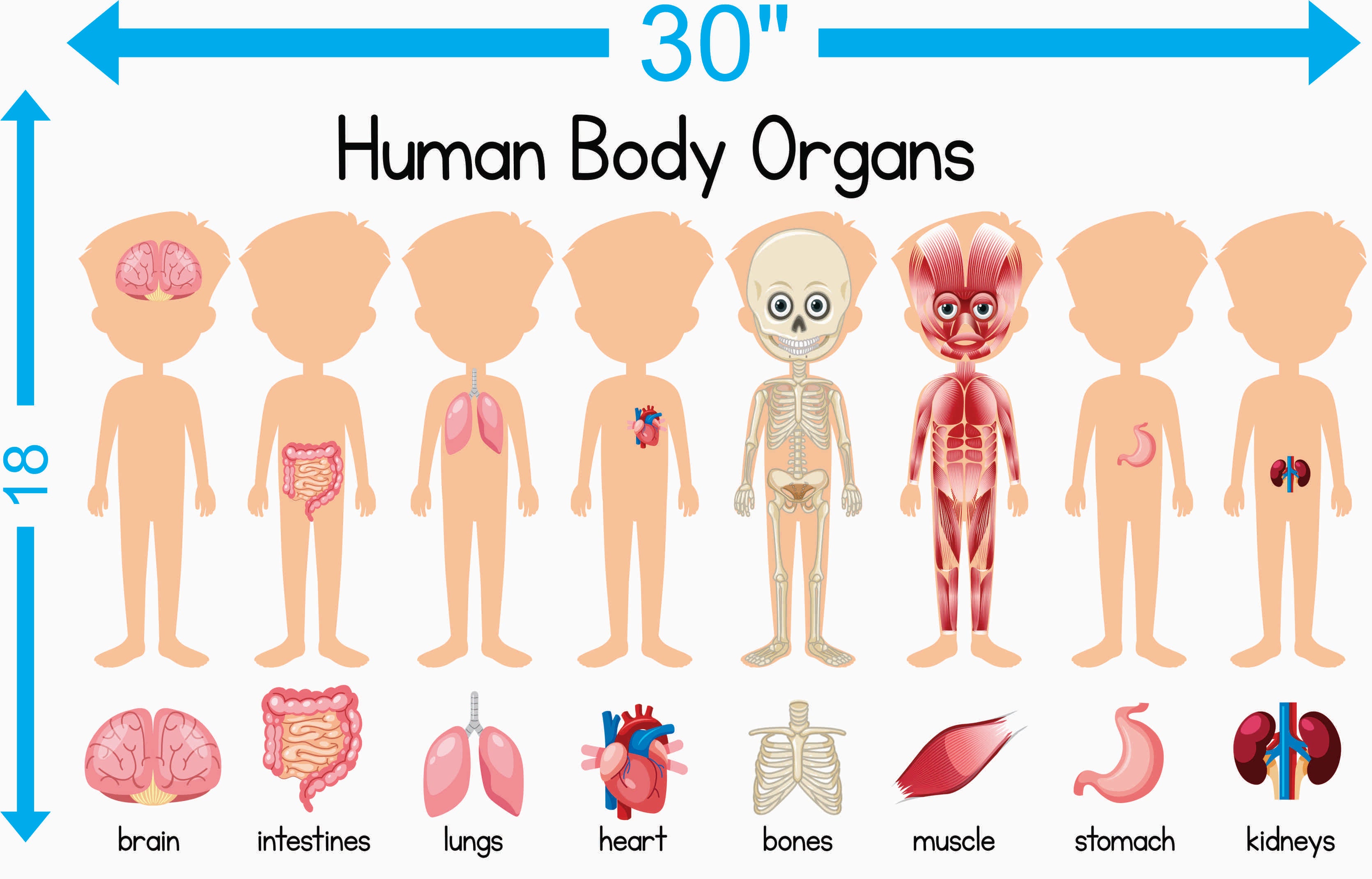 Human Body Organs Adhesive Vinyl – 30 inches x 18 inches