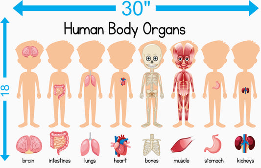 Human Body Organs Adhesive Vinyl – 30 inches x 18 inches