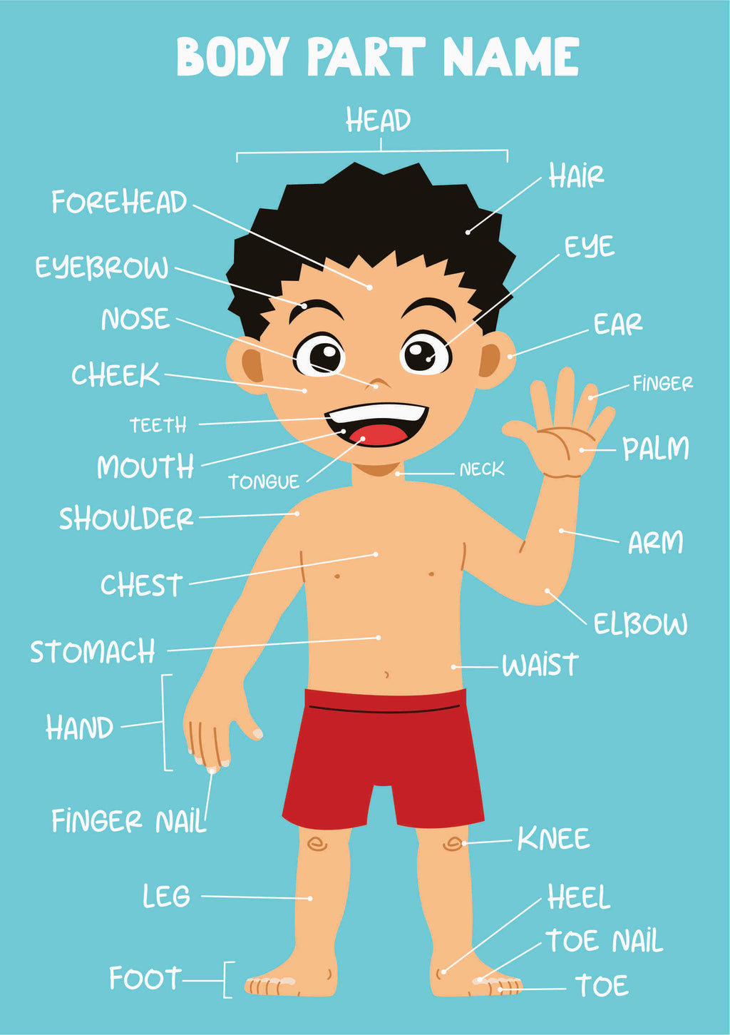 Body Parts Adhesive Vinyl – 18 x 25 inches