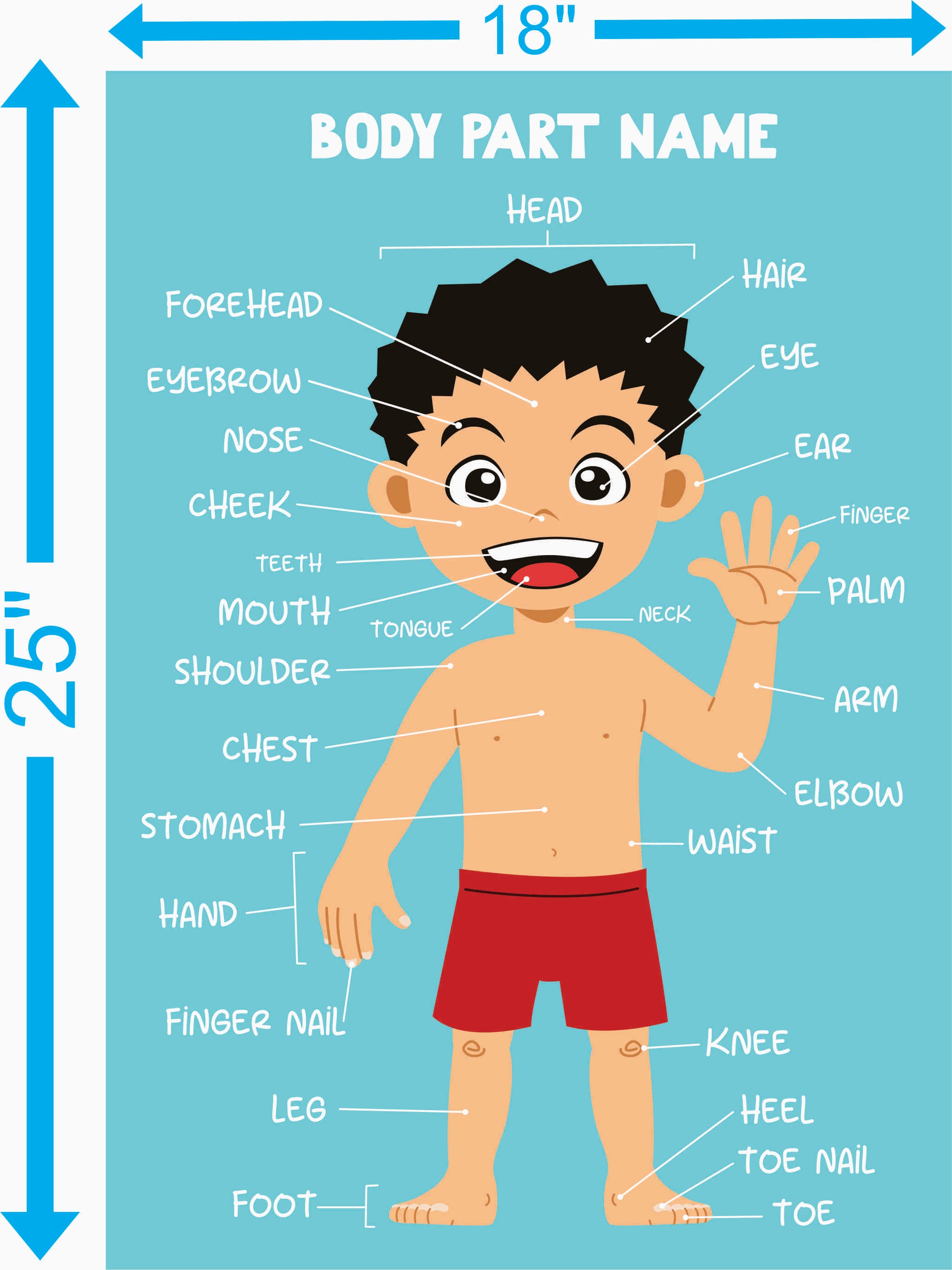 Body Parts Adhesive Vinyl – 18 x 25 inches